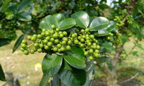花青素功效-花青素功效网 | 花青素功效与作用营养,花青素功效