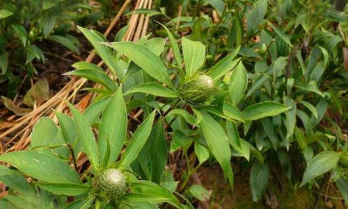 花青素功效网 | 花青素功效与作用营养,花青素功效
